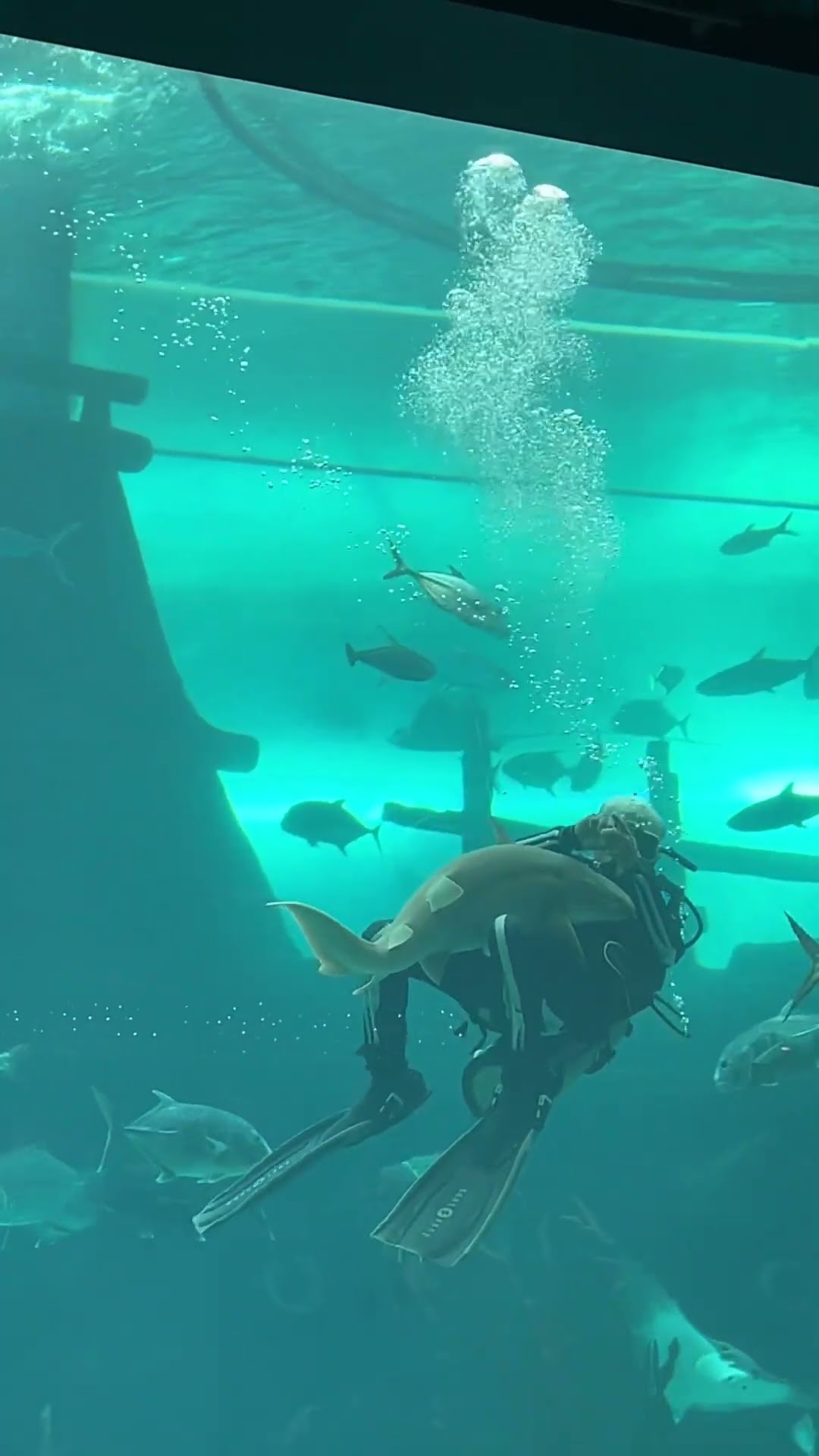 Baby Shark Clings to Diver During an Aquarium Show