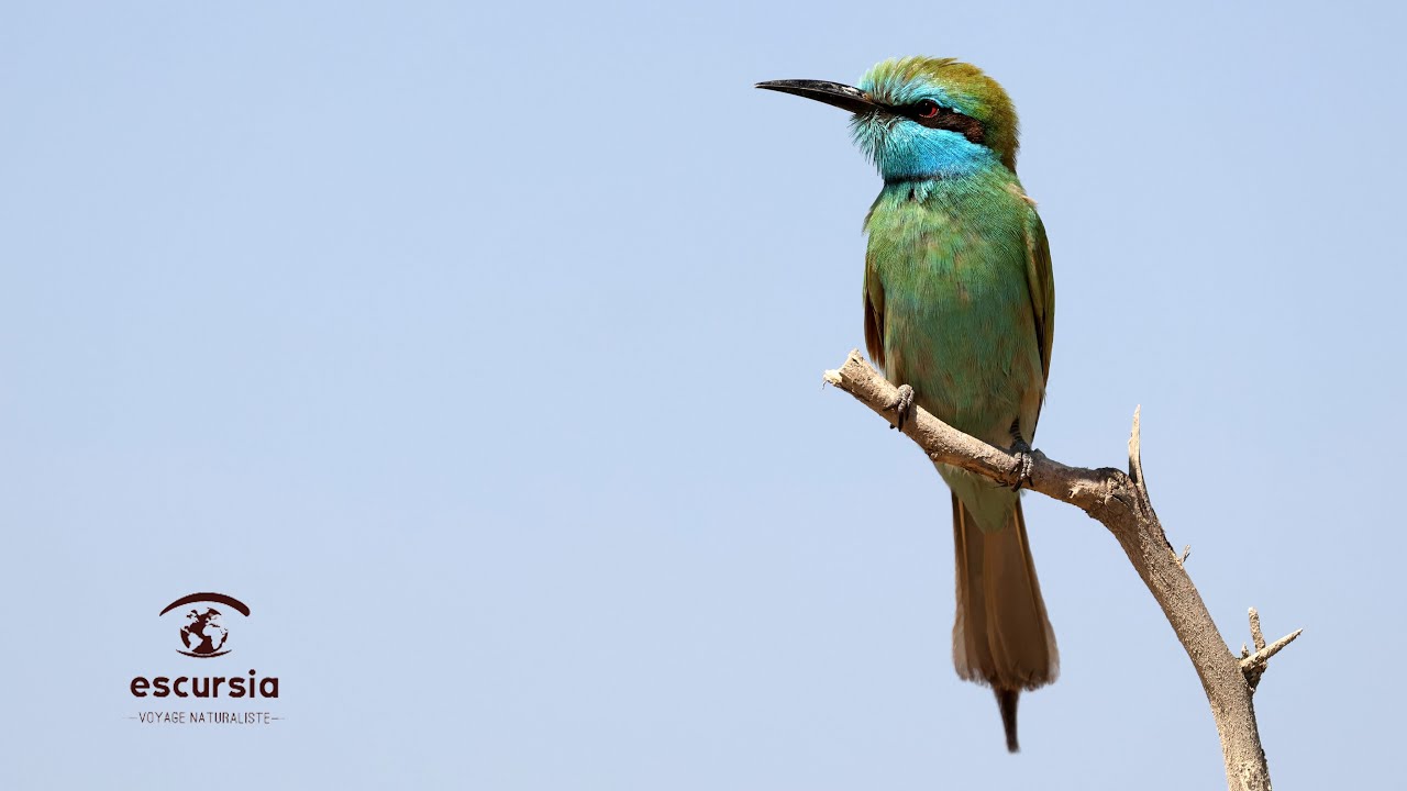 Voyage ornithologique Escursia à Oman - 2025
