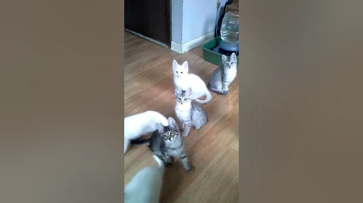 Watch the video about Turkish Angora kittens play with the Cat Dancer toy