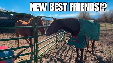 Cat on the loose ~ Mustang makes new friends! ~ The cat shed is ready for winter!