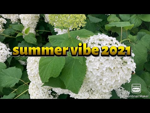 Summer vibe here in Biddinghuizen