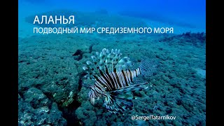 4K The underwater world of the Mediterranean Sea .Alanya Turkey. Подводные обитатели в Аланье.