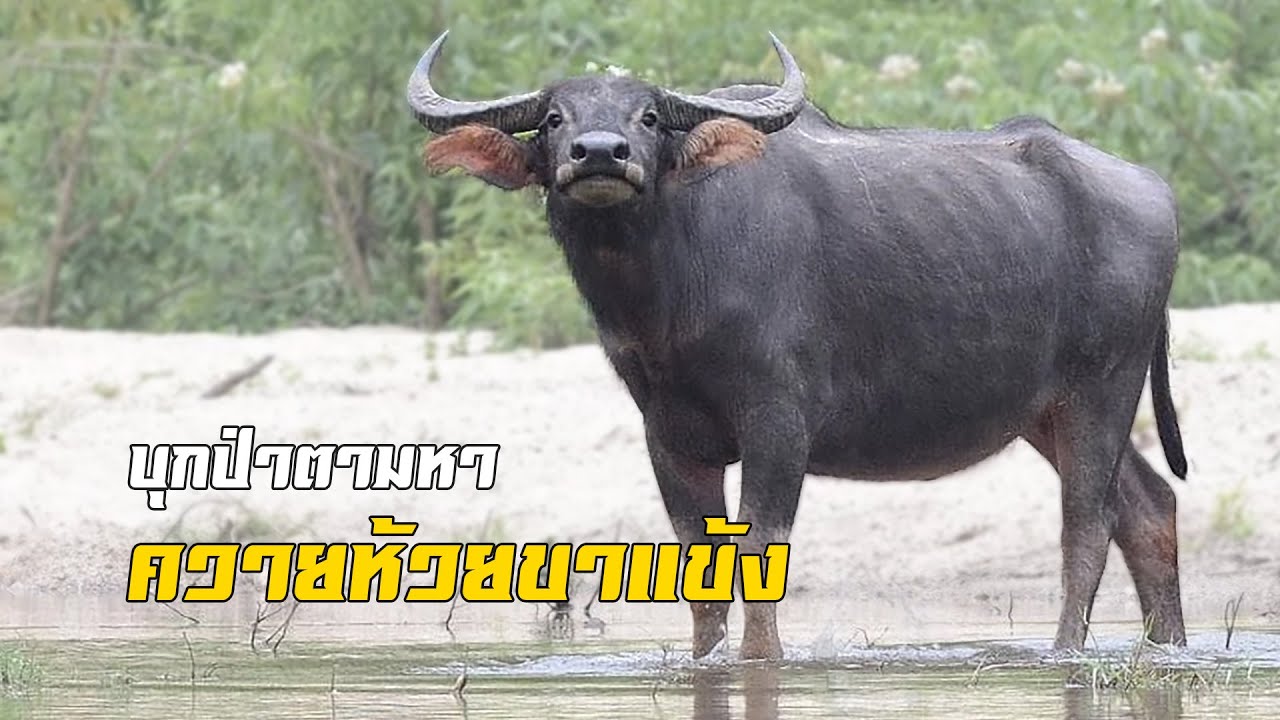 Короткометражный фильм [EP5] Исследование леса в поисках буйволов в Хуай Кха Кхенг