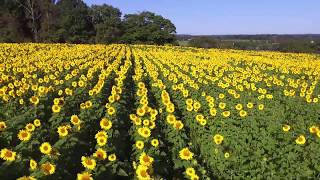Sunflower field flyover with DJI Phantom 3 Drone