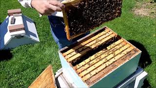 Honey Bee Hive Inspection and Marking Brood Frames and Adding a Brood Box