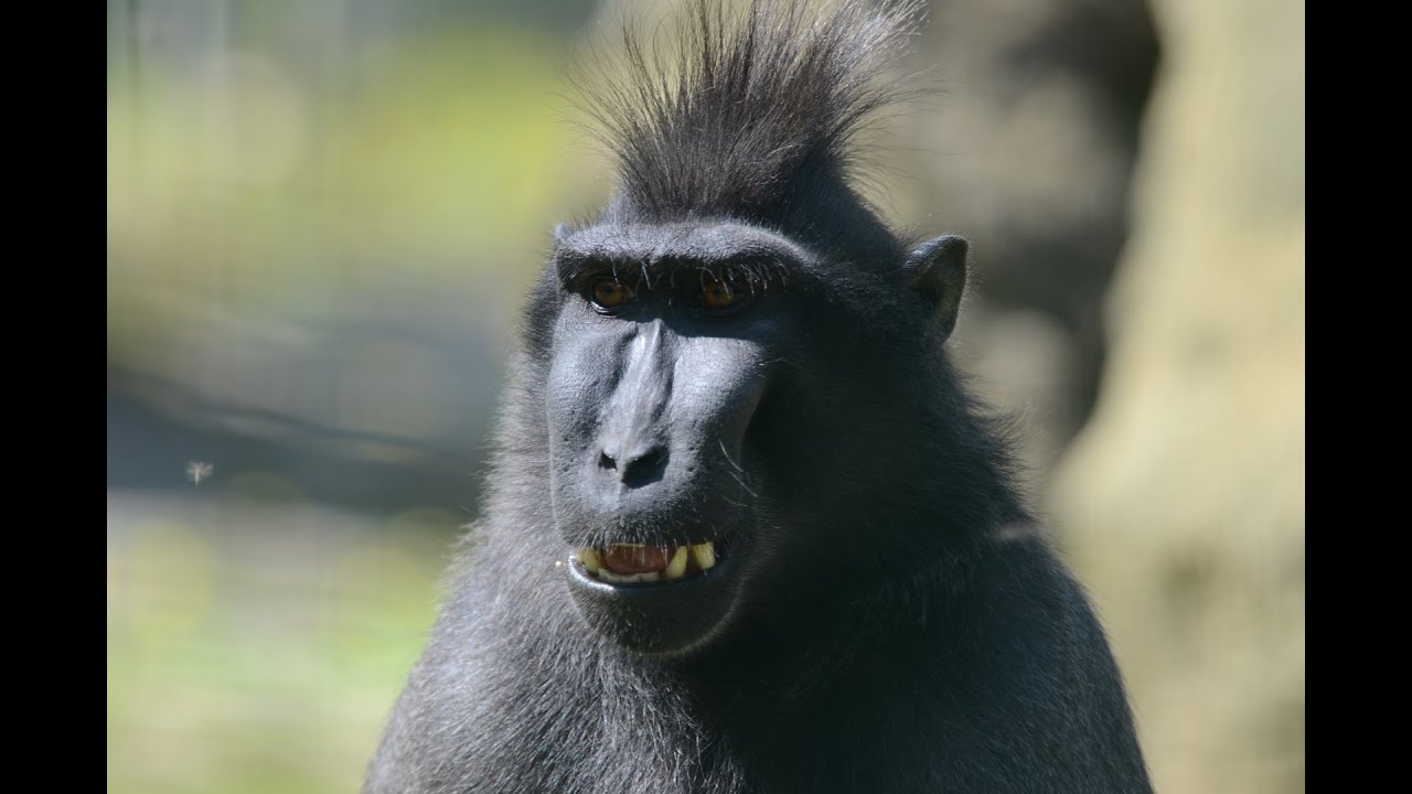 Zoo Děčín: Makak na útěku