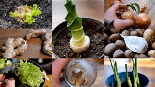Einpflanzen statt wegwerfen!🥕 8 Sorten Gemüse das nachwächst! 🥬 Teil 1: Porree, Salat, Möhren...