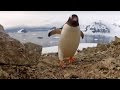 Папуанские пингвины. (Gentoo penguins)