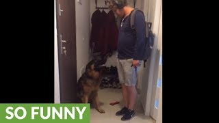 German Shepherd puppy reunites with owner after work