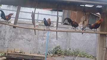 saib qaib dib ua ke nyiam nug tau nawb