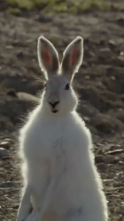 Wolf VS Rabbit, siapakah yang beruntung?🧐 #alam #shorts #viral #binatang