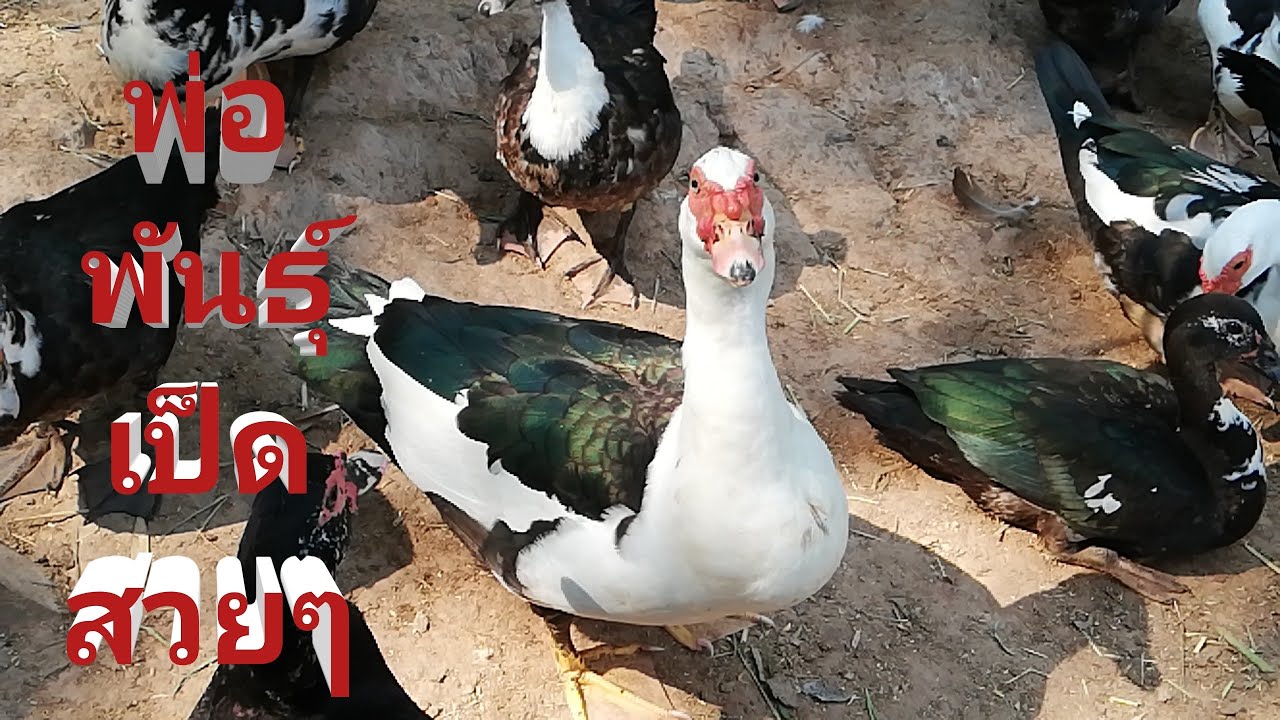 ช่วยกันเลือกพ่อพันธุ์​สวยๆค่ะ​ | พ่อพันธุ์​เป็ด