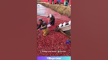 Thumbnail of Cranberry OCEAN Harvest?! 🌊 This is BERRY Impressive! 😂 #cranberryharvest #farming #oddlysatisfying