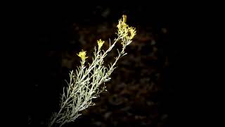 Last Blooms October 2024