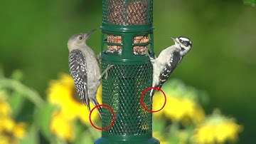 Squirrel Buster Nut Feeder - Product Video