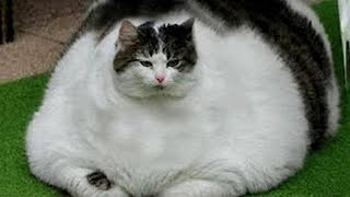 Newest Funny Cat and Dog Videos 2024 🐱🐶 PT.41 | Pet's Life by Pet's Life 124 views 4 weeks ago 21 minutes