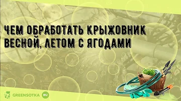 Чем обработать крыжовник весной, летом с ягодами
