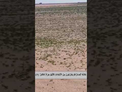 سورة القمر 6 8 مع تفسير اسفل الفيديو