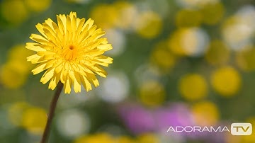 Lose Your Focus to Find Your Vision: You Keep Shooting with Bryan Peterson