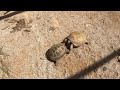 Esta tortuga se pelea con las otras tortugas 😱🐢