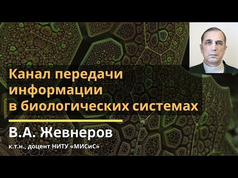 Канал передачи информации в биологических системах / Владимир Алексеевич Жевнеров / весна 2020