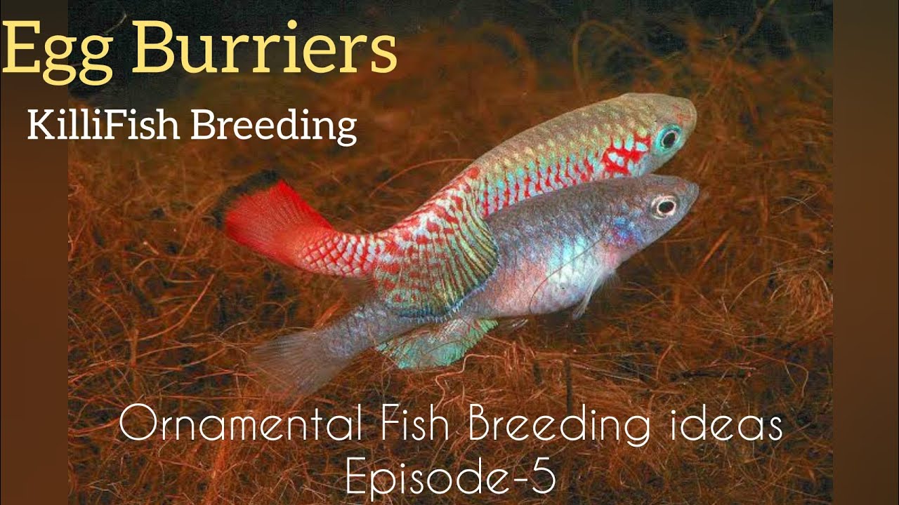 KilliFish Breeding - Egg Burriers- Ornamental Fish Breeding Basic Ideas----Eshwar Gandhi