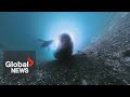 Underwater camera captures incredible encounter of humpback whale feeding on bait ball off BC coast
