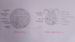 Volvox Diagram