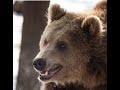 This Brown Bear Attacked a Skier: The Story of Bart Pieciul
