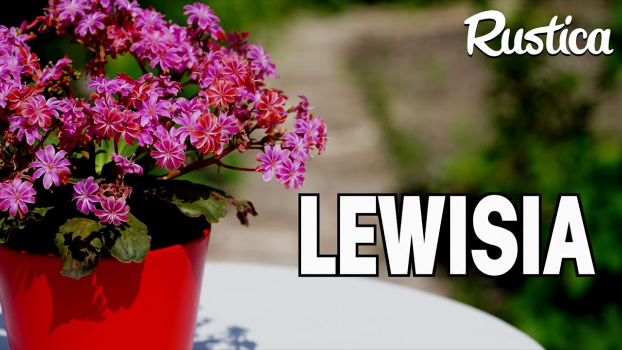 Le lewisia, une plante grasse résistante