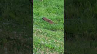 Groundhog 2