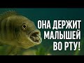 Эта рыба глотает своих детёнышей… но чтобы спасти их?!