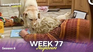 Week 77 | Episodes 1343 - 1345 | Neighbours 1990 (Season 6)