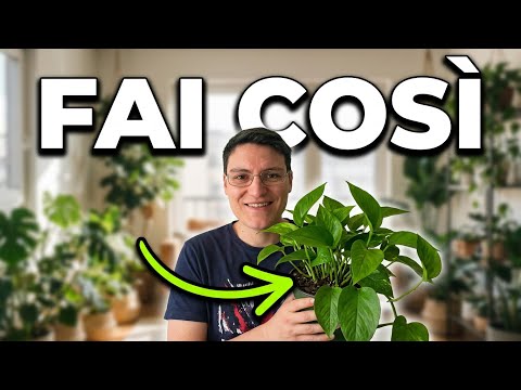 Video Giardinaggio Per Tutti – Guida Completa Per Curare Le Piante Anche In Appartamento