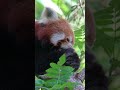 Малая Панда / Красная Панда #cute #shorts #panda #animals #красная #red #ютуб #shortvideo #youtube