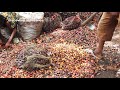 How it's Made | How It's Made Palm Oil | Homemade Palm Oil | Palm Oil | Palm Oil Production Process
