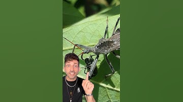 The assassin bug lives up to its name 👀 #assassinbug #insect