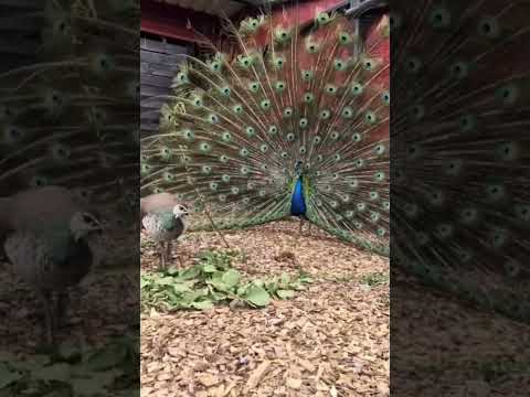 Peacock Activities