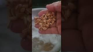 Let's have some Farro.#Farro#grains#healthyeating#italianfarro