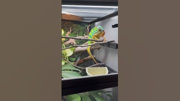 3 chameleon cage tours!