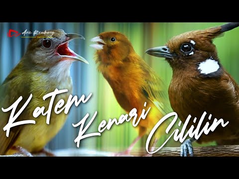 Masteran Ampuh Kombinasi Cililin 🔴 Kapas Tembak 🔴 Kenari