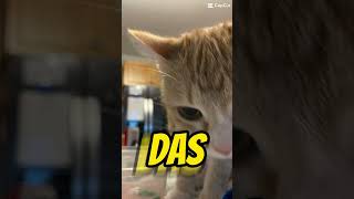 Dont Be Sad Because Sad Backwards Is Das. Im Just Not Good To Be Sad. I Love Cats With All You Lov