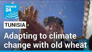 Tunisia farmer turns to old wheat varieties as climate change bites • FRANCE 24 English