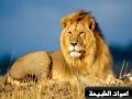 Lion Roar زئير الاسد Music Natural استمتع بأصوات الطبيعة Lion Roar زئير الاسد Music Natural استمتع بأصوات الطبيعة