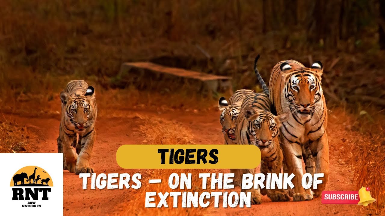 Tigers – On the Brink of Extinction Can we save Them? - YouTube