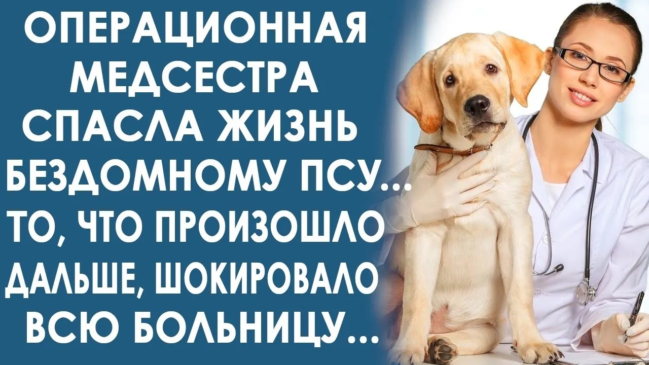 Операционная медсестра спасла бродячего пса    То, что случилось дальше, шокировало всю больницу
