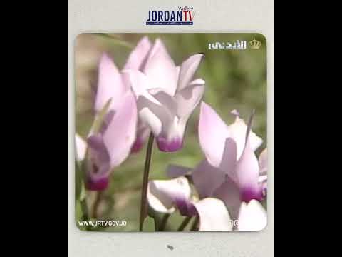 زهرة قرن الغزال تشكيل بر ي من جمال الطبيعة الأردنية برنامج عيون على الأردن