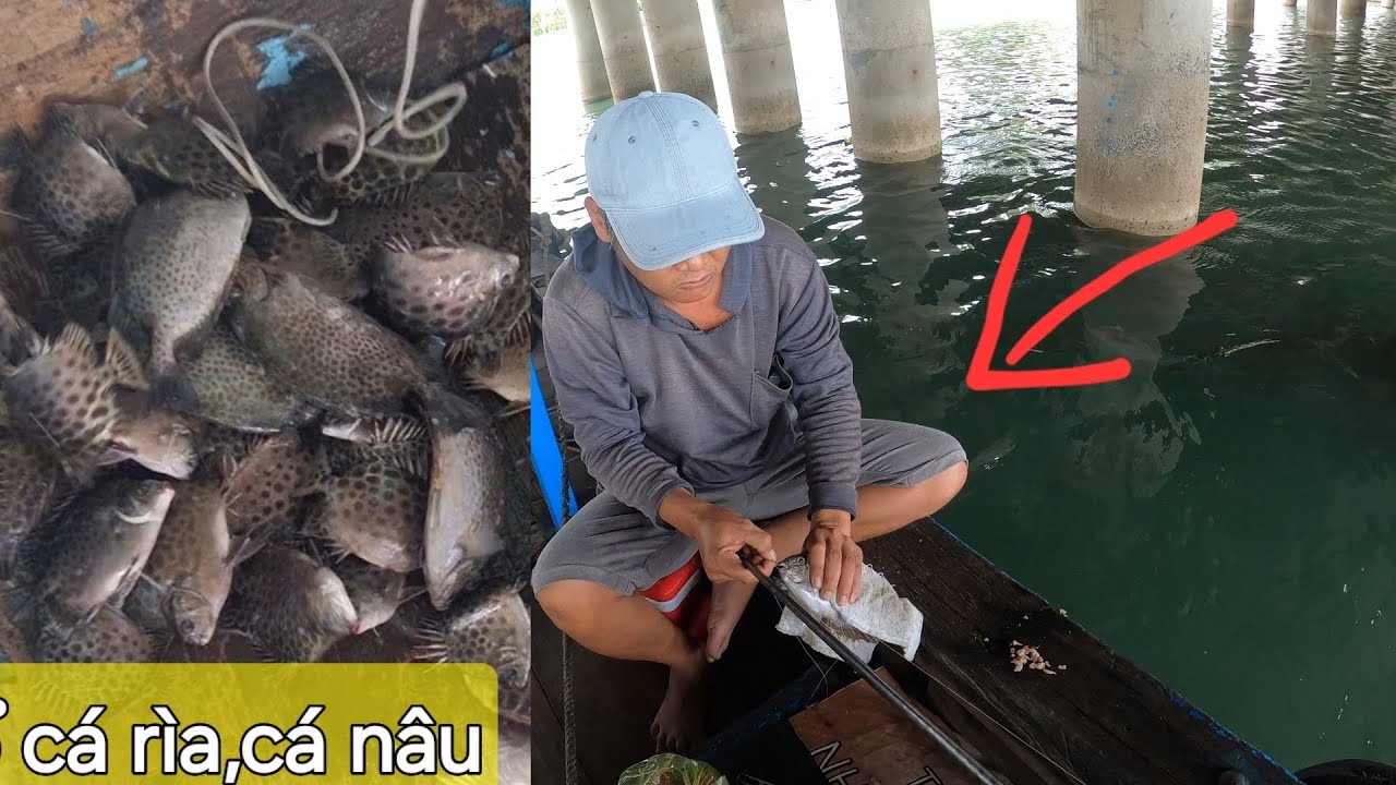 Câu trúng đậm, ổ cá rìa cá nâu tại cầu cảng Phan Thiết. Cá ăn liên tục ...