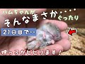眠ってる赤ちゃんハムスターが動かず可愛い【生後21日目】甥っ子が遊びに来てます。