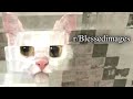 r/Blessedimages | CAT.
